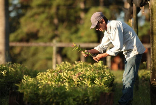 Yerba Mate: Del Campo a tu Taza – El Arte de su Producción